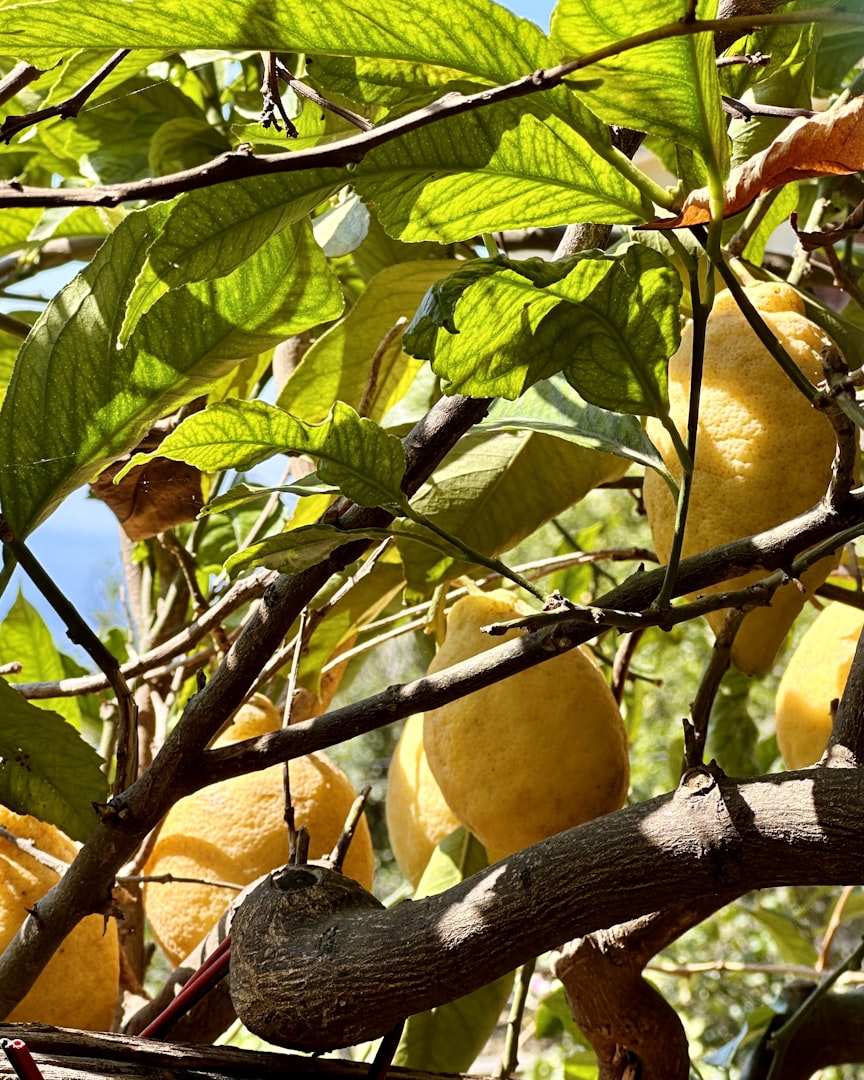 Festival dei Limoni Monterosso al mare